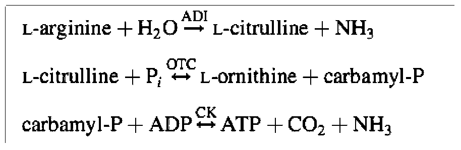 A method for efficiently screening lactic acid bacteria that can fully utilize citrulline