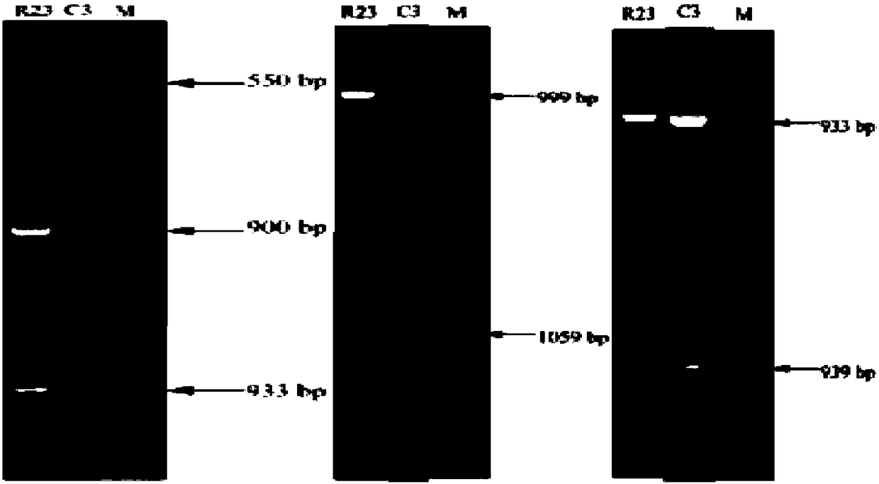 A method for efficiently screening lactic acid bacteria that can fully utilize citrulline