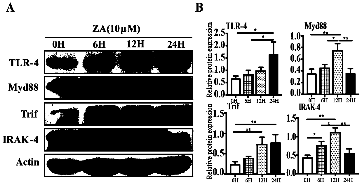 Application of TLR4 inhibitor in preparation of medicament for treating tooth extraction wound healing disorder caused by bisphosphonate-related osteonecrosis of the jaw (BRONJ)