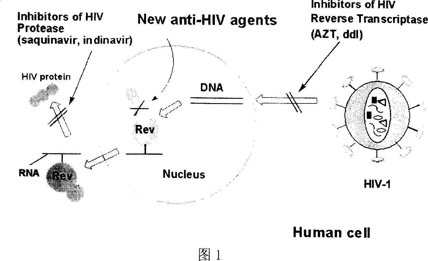 Application of extractive of Daliangjiang, and application in medication