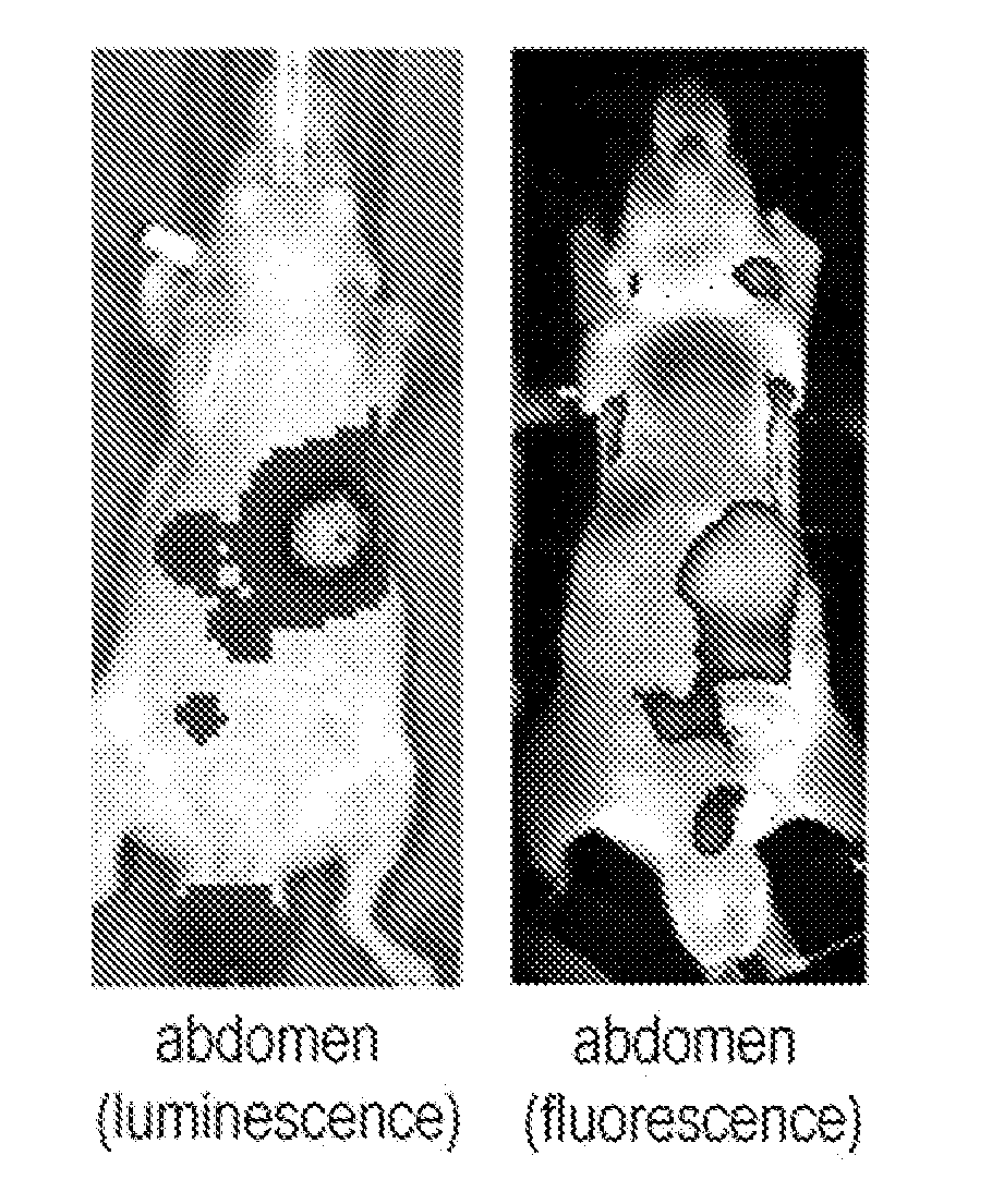 Novel molecular assembly, molecular probe for molecular imaging and molecular probe for drug delivery system using the same, and molecular imaging system and drug delivery system