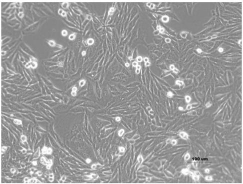 In vitro 3D liver model, enterohepatic co-culture model, building methods of the models and applications of the models