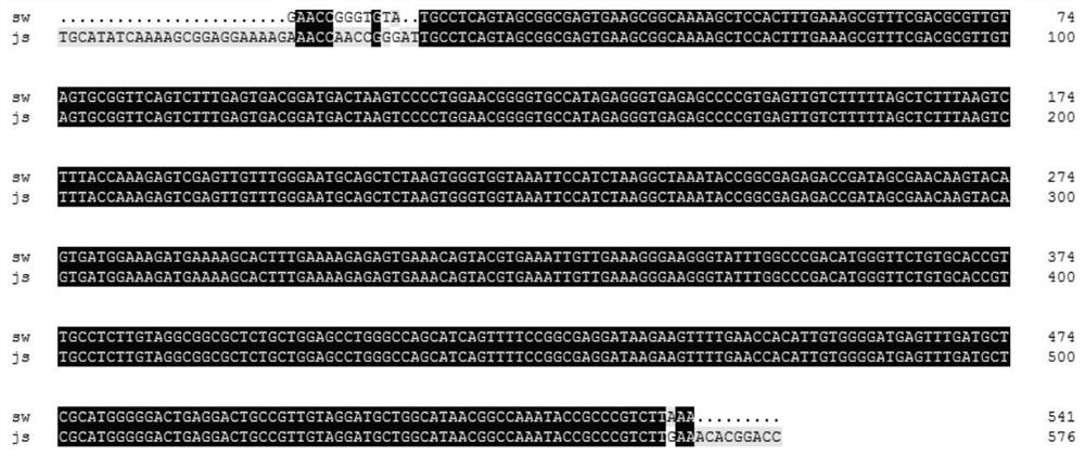 A kind of fruit wine acid-reducing bacterial strain and its application