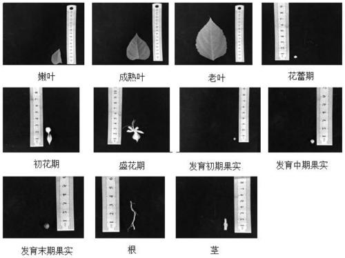 Fluorescent quantitative internal reference genes and their primers and applications in different tissues in Changshan, Haizhou