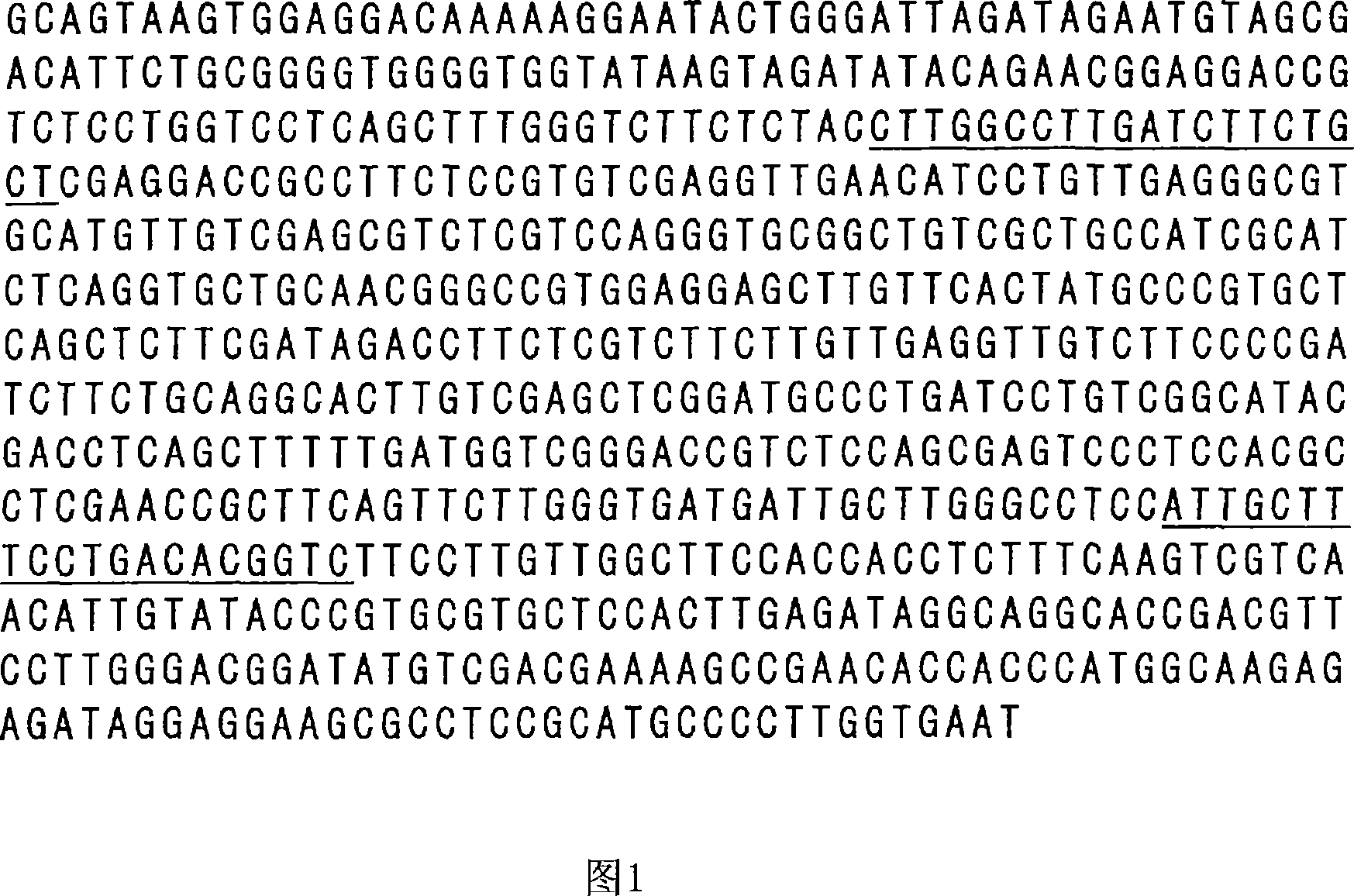 Genetic marker linked to gene locus involved in barley resistance to yellow mosaic disease and use thereof