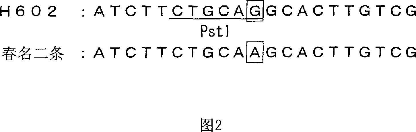 Genetic marker linked to gene locus involved in barley resistance to yellow mosaic disease and use thereof