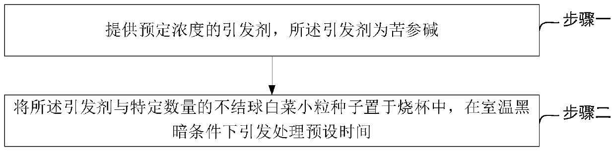 Initiator with functions of disease resistance and insect resistance for small seeds of non-heading Chinese cabbage and application of initiator