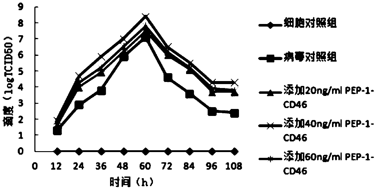 A kind of genetically engineered bacteria expressing membrane-penetrating peptide fusion protein and its application