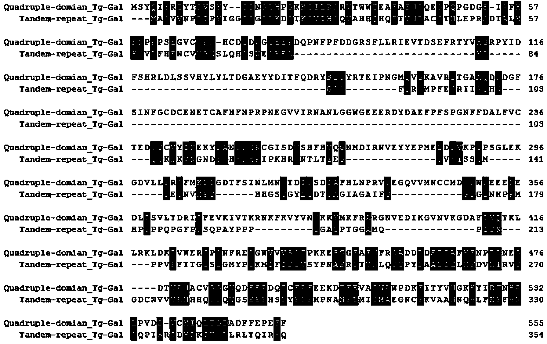 Tegillarca granosa galactose lectin Tg-GAL and application thereof