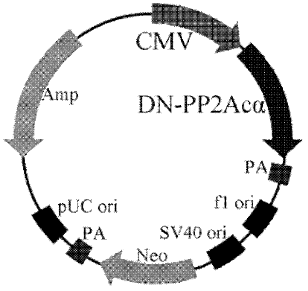 Recombinant plasmid and virus of tissue specificity and application thereof.