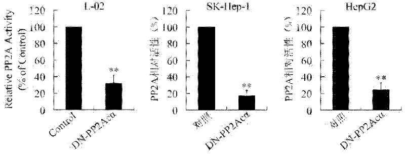 Recombinant plasmid and virus of tissue specificity and application thereof.