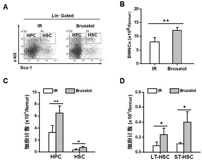 Application of Brusatol in preparation of anti-radiation injury medicine