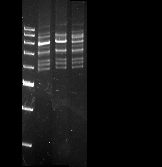 Primer group and kit for simultaneously detecting multiple mutations of nine genes related to congenital adrenal hyperplasia