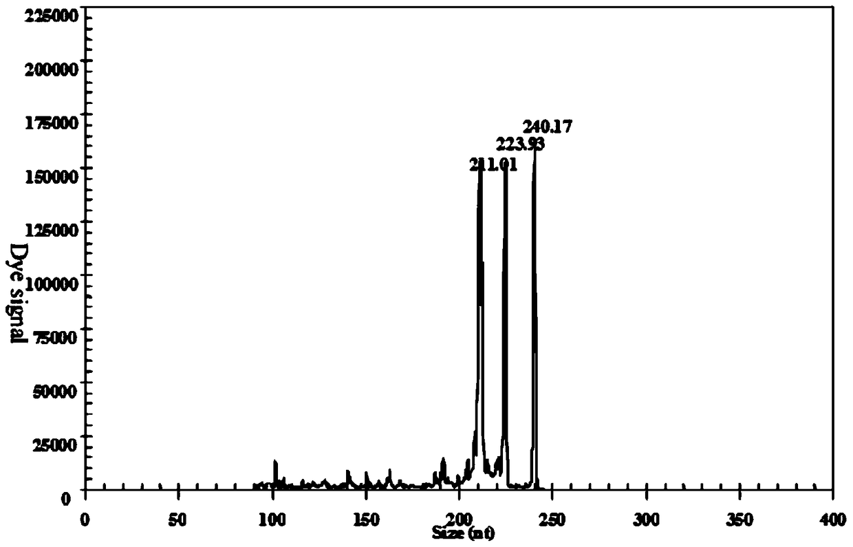 Gexp rapid detection primer set, kit and application for simultaneous identification of three h5 subtype avian influenza virus combinations infecting humans