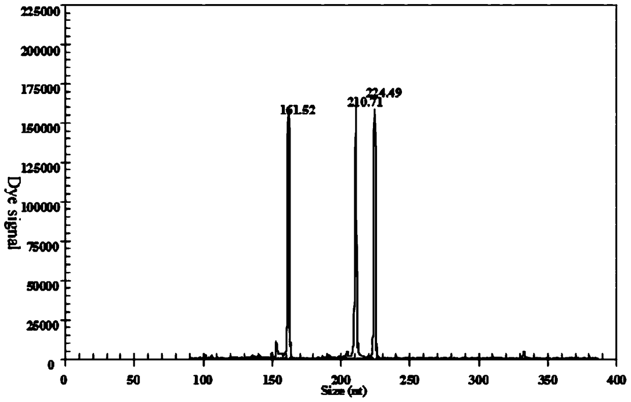 Gexp rapid detection primer set, kit and application for simultaneous identification of three h5 subtype avian influenza virus combinations infecting humans