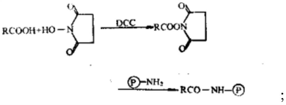 Stable preservation diluent, antinuclear antibody detection reagent and preparation method and application thereof