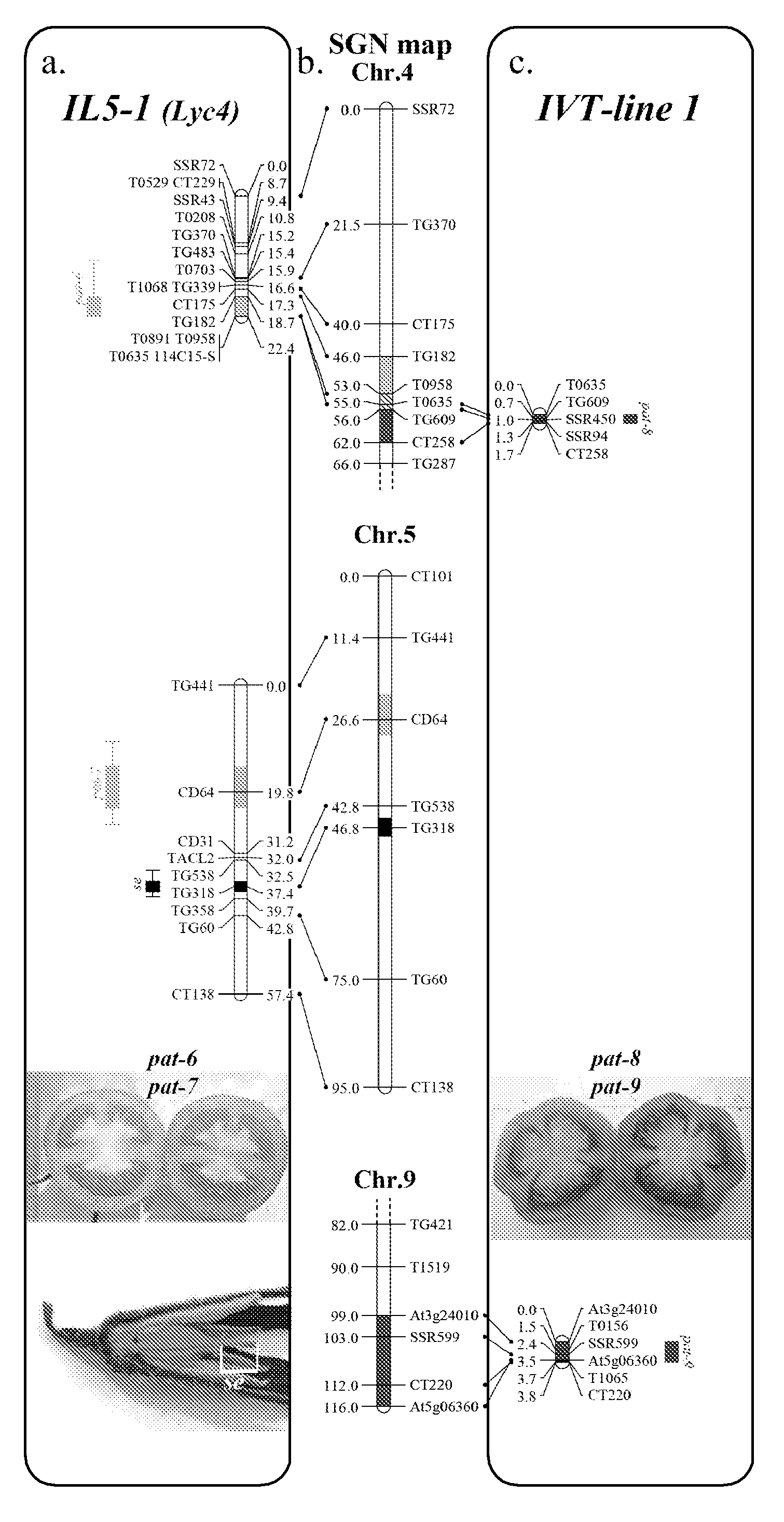 Parthenocarpy Genes in Tomato