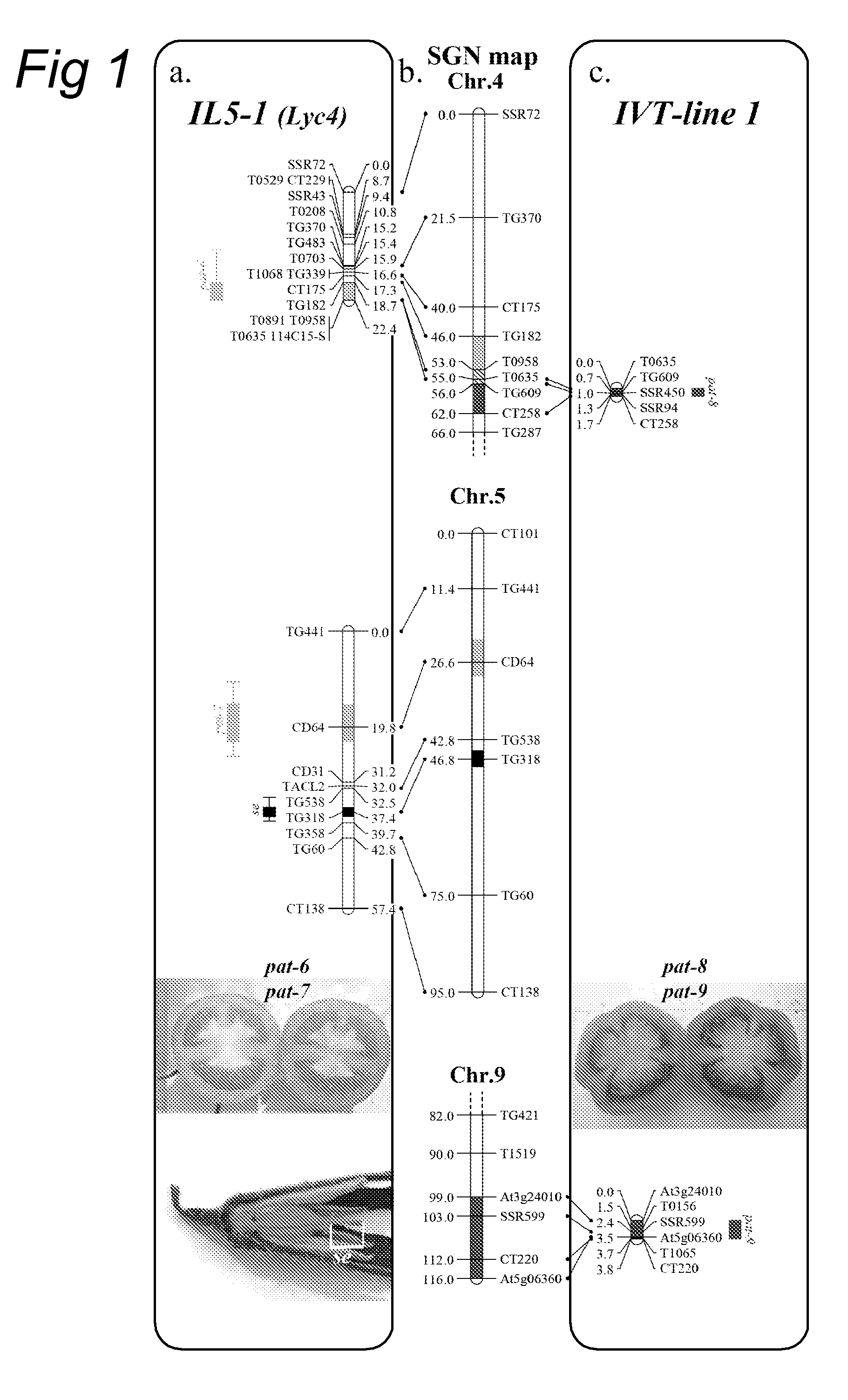 Parthenocarpy Genes in Tomato