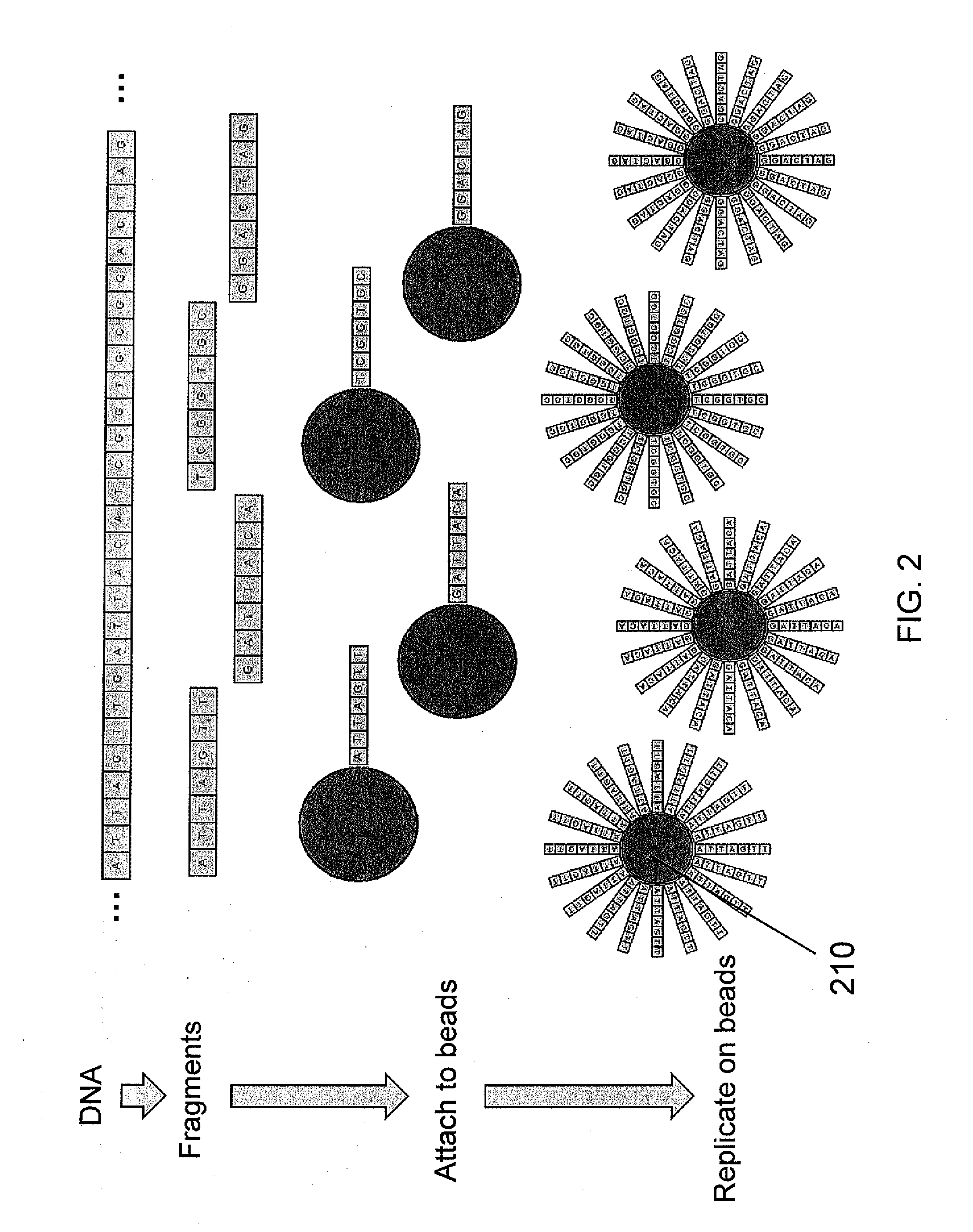 Method and apparatus for image processing for massive parallel DNA sequencing