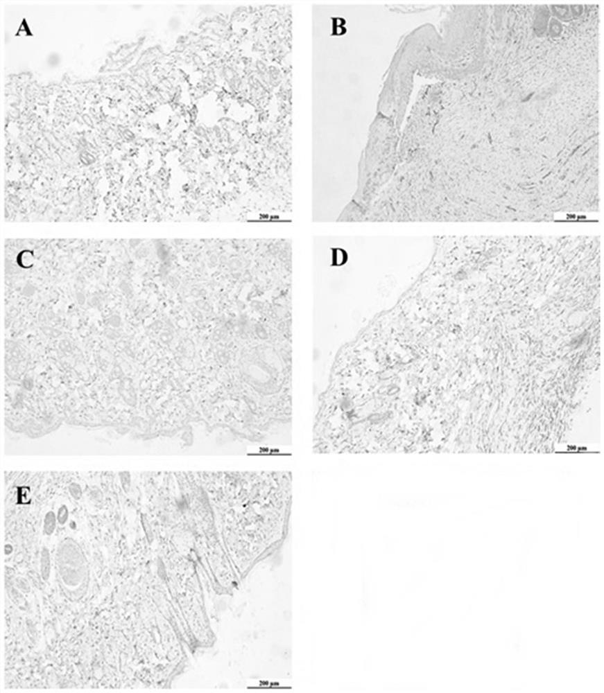 Traditional Chinese medicine compound external preparation for treating chronic wounds as well as preparation process and use method of traditional Chinese medicine compound external preparation