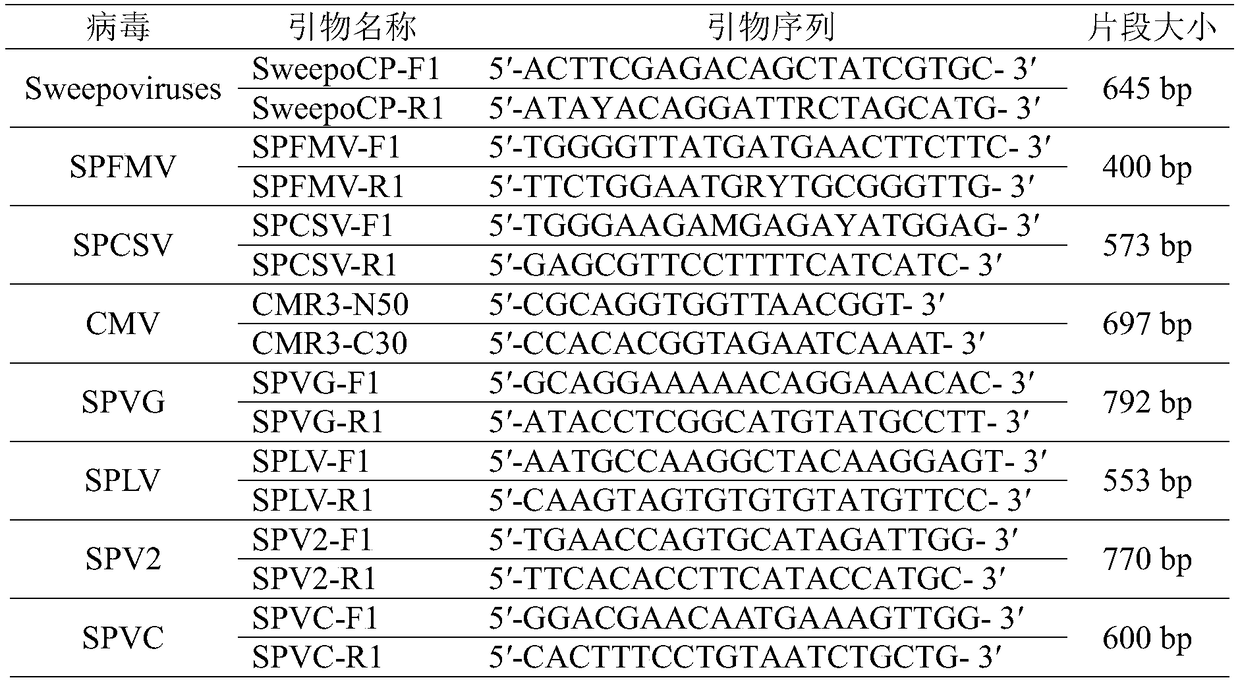 Method for predicting symptom appearance rate and severity of sweet potato virus disease in nursery stage