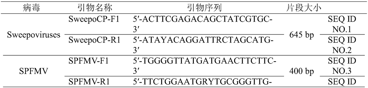 Method for predicting symptom appearance rate and severity of sweet potato virus disease in nursery stage