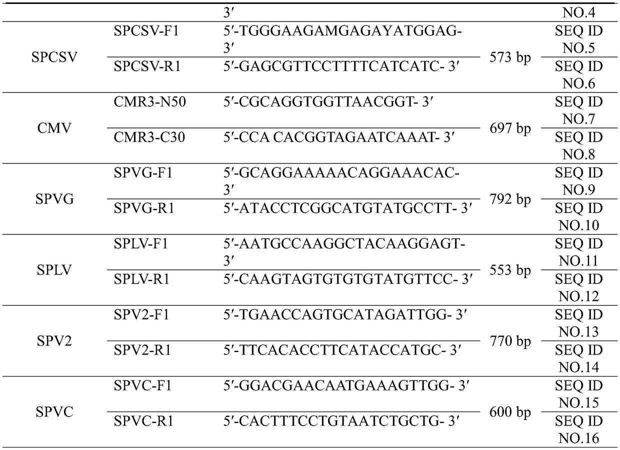 Method for predicting symptom appearance rate and severity of sweet potato virus disease in nursery stage