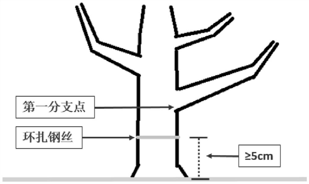 Method for regulating flowering of bougainvillea speetabilis