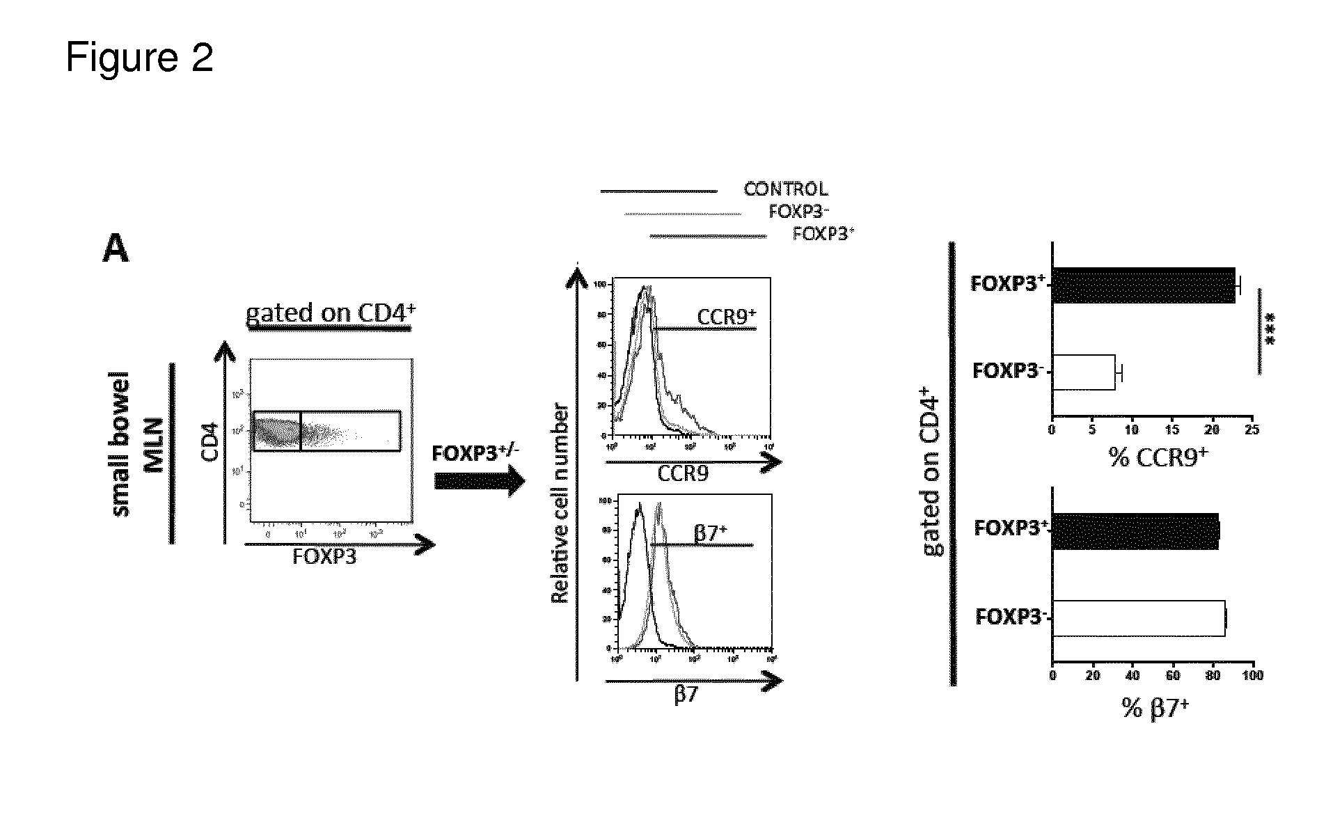 Regulatory t-cells for use in the treatment of inflammatory disorders of the human gastrointestinal tract