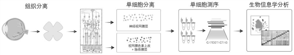 Marker for detecting or assisting in detecting retinal cone cells and application of marker