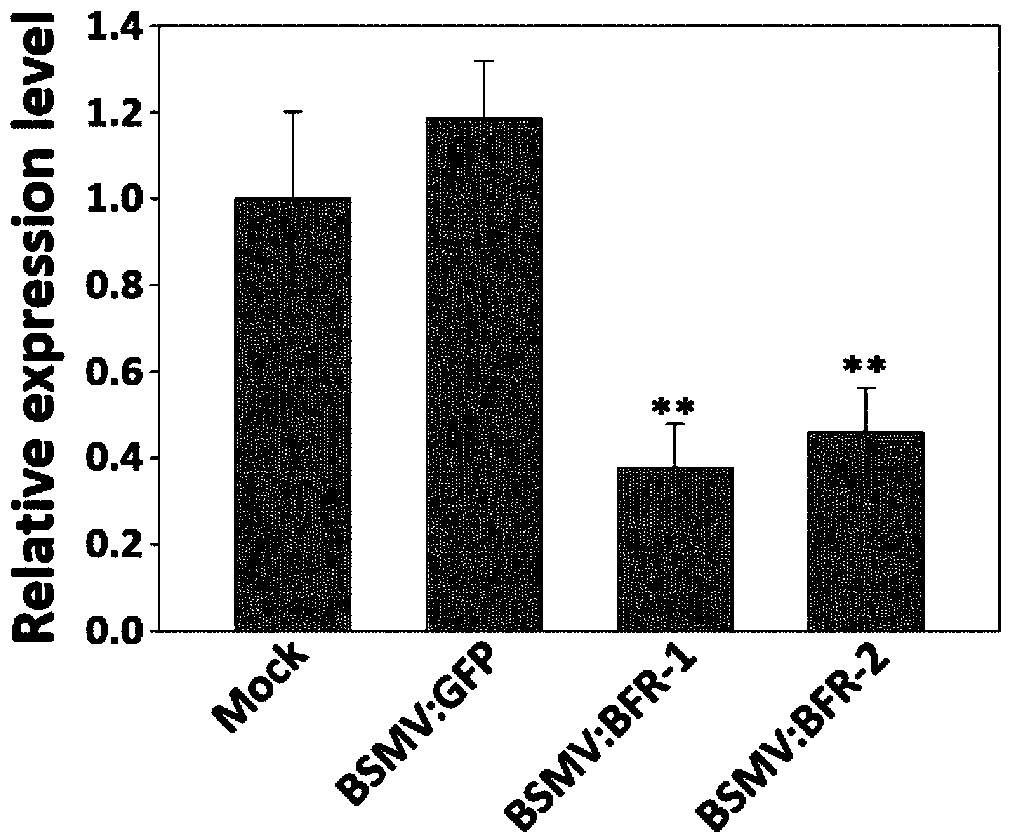 BFR protein associated with resistance of wheat to powdery mildew, and coding gene and application thereof