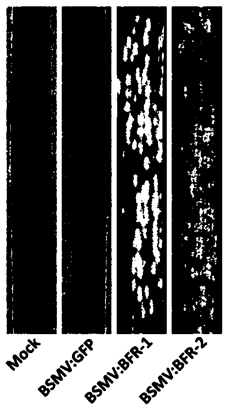 BFR protein associated with resistance of wheat to powdery mildew, and coding gene and application thereof