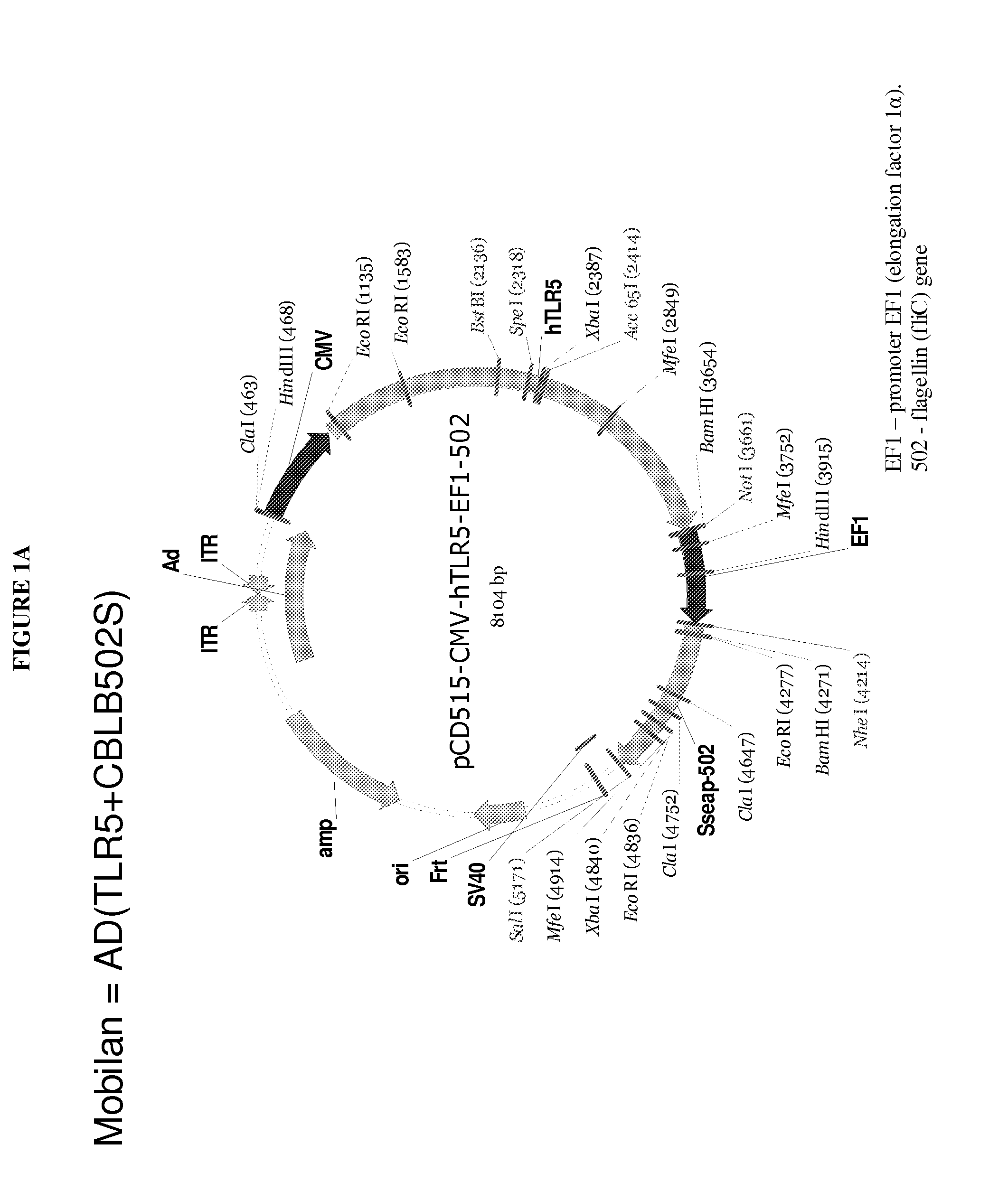 Use of toll-like receptor and agonist for treating cancer