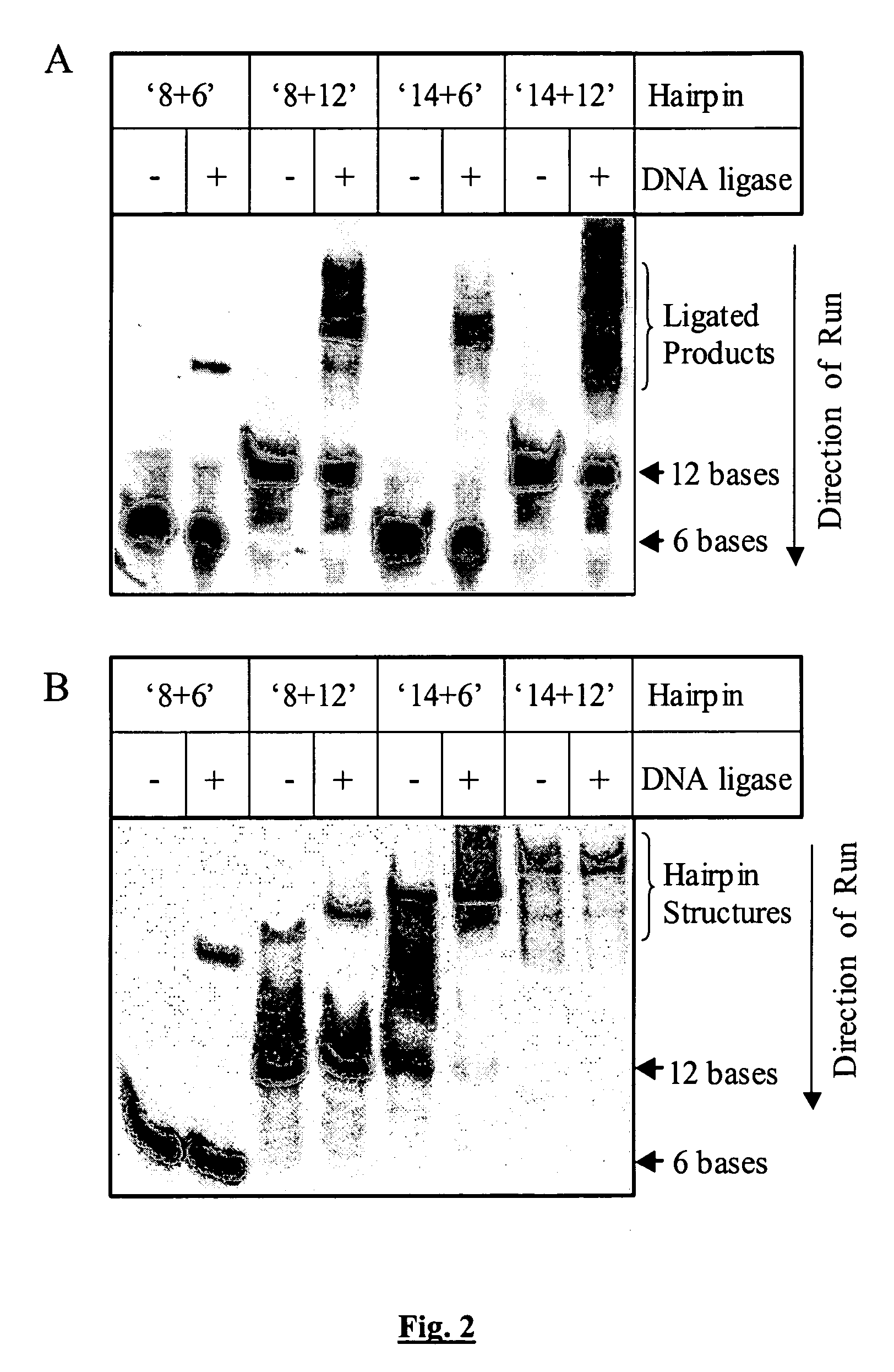 Assay for nucleic acid ligase and nucleic acid nuclease