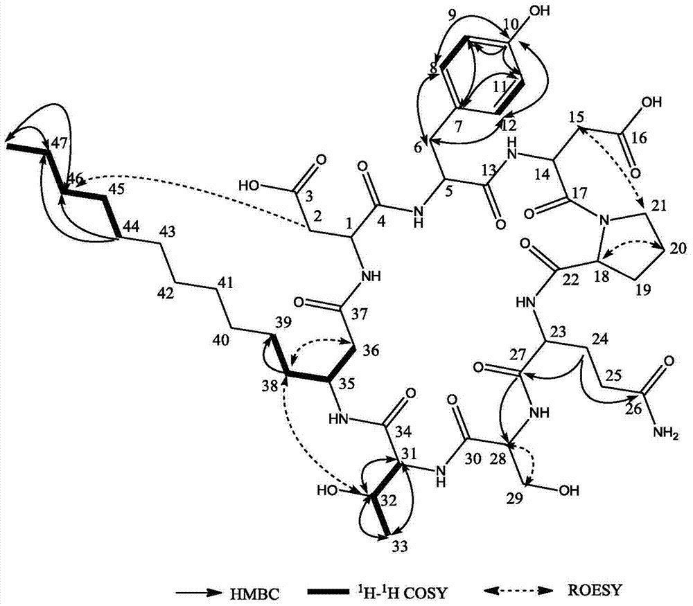 Application of compound h2 in the preparation of lipopeptide antibacterial preparations