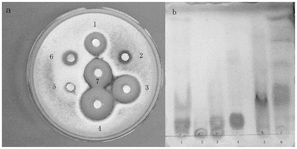 Application of compound h2 in the preparation of lipopeptide antibacterial preparations