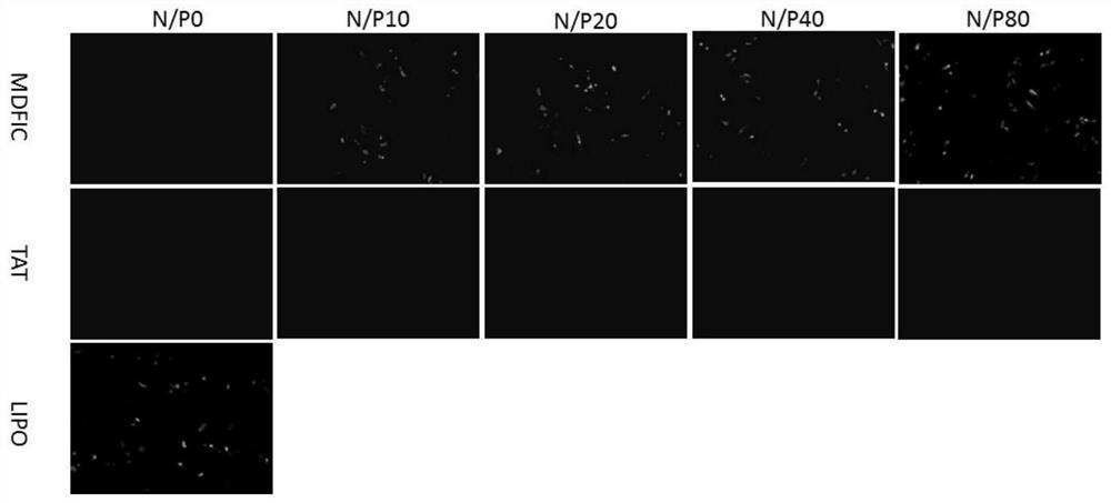 A kind of cell penetrating peptide and its preparation method and application