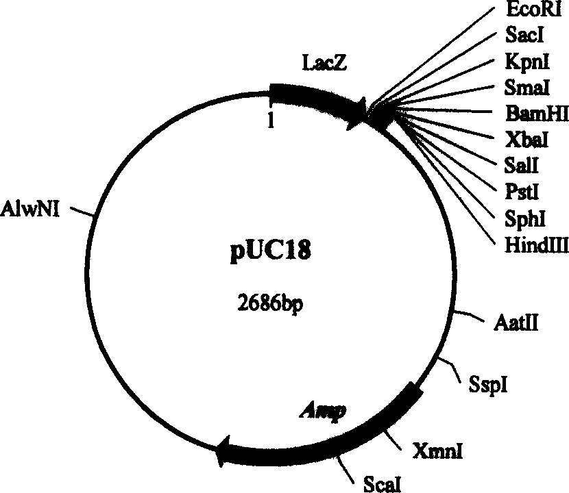 Chitinase gene of pea bean and its amino-acid squence of coded product