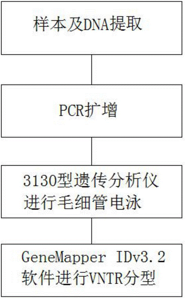 Automatic typing method of MAOAmu-VNTR fluorescent labels