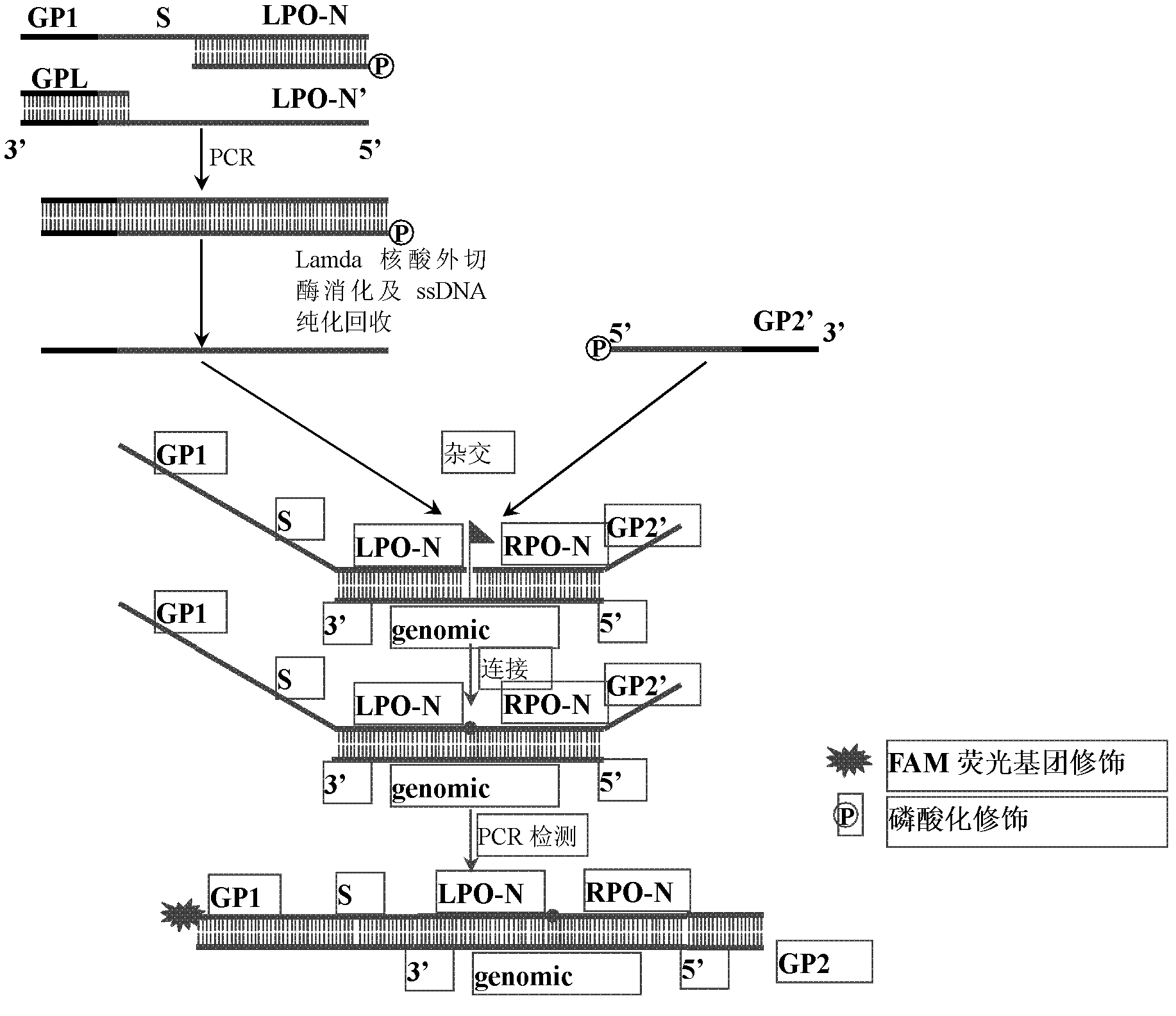 Preparation method for probe used for multiplex ligation-dependent probe amplification (MLPA)