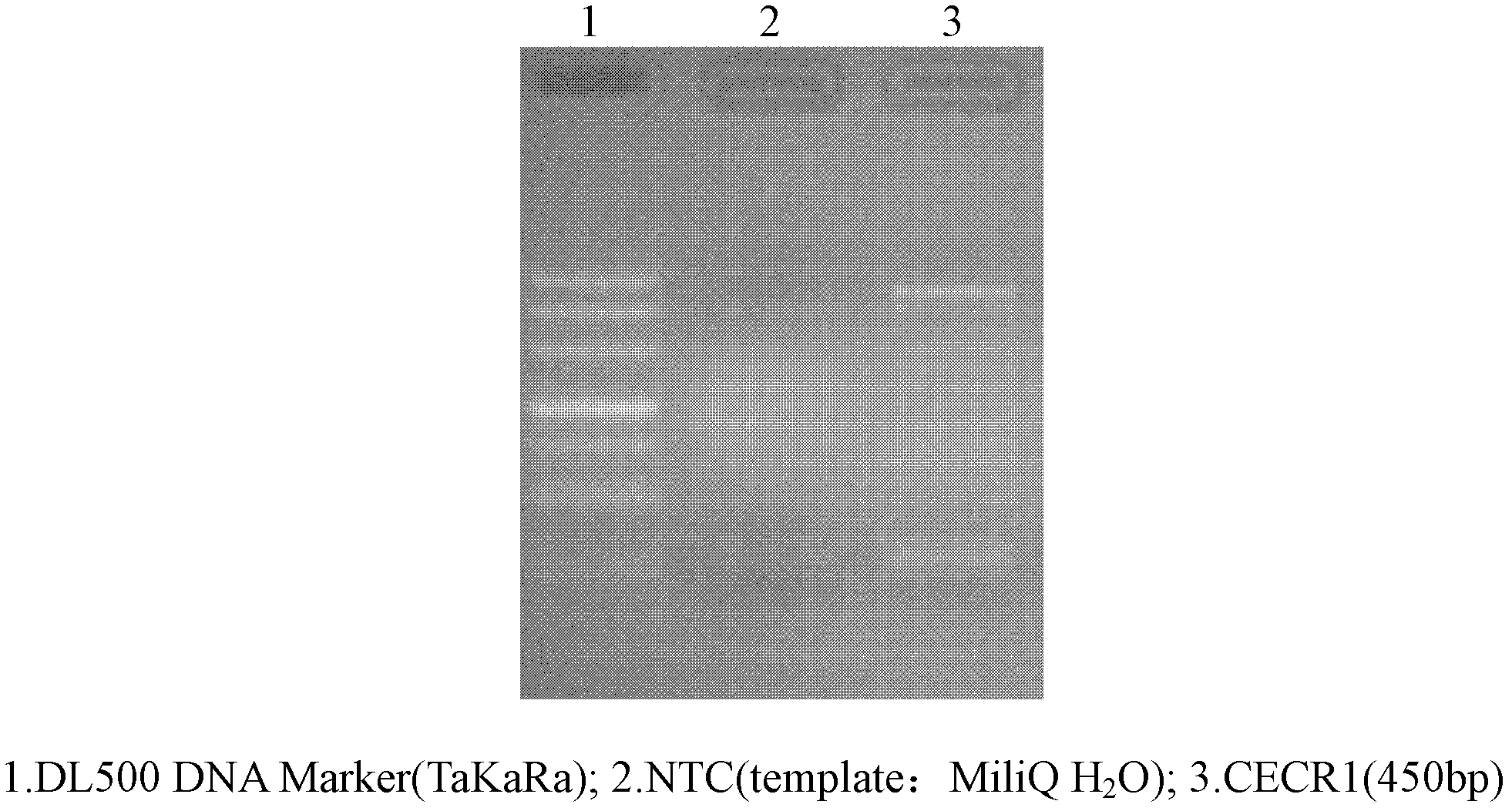 Preparation method for probe used for multiplex ligation-dependent probe amplification (MLPA)