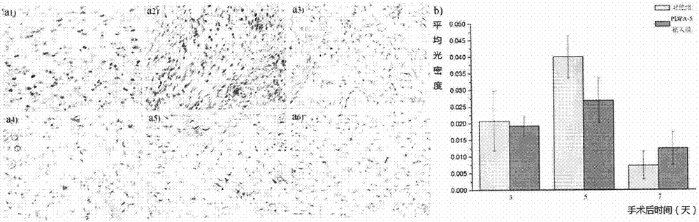 P-oxanone and L-phenylalanine copolymer and application thereof