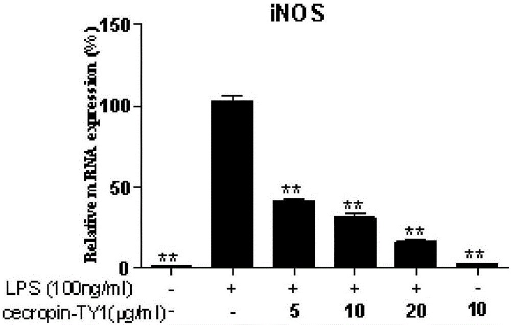 Natural anti-inflammatory polypeptide cecropin-TY1 extracted from Tabancus yao and application of natural anti-inflammatory polypeptide cecropin-TY1