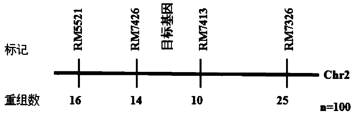 A method for breeding japonica rice varieties resistant to herbicide imazethapyr using molecular markers