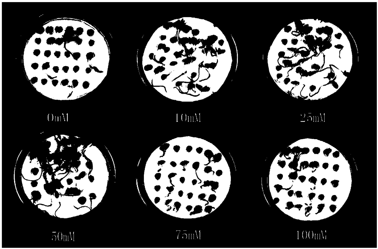 Application of ascorbic acid as sleep release accelerating agent in breaking seed dormancy