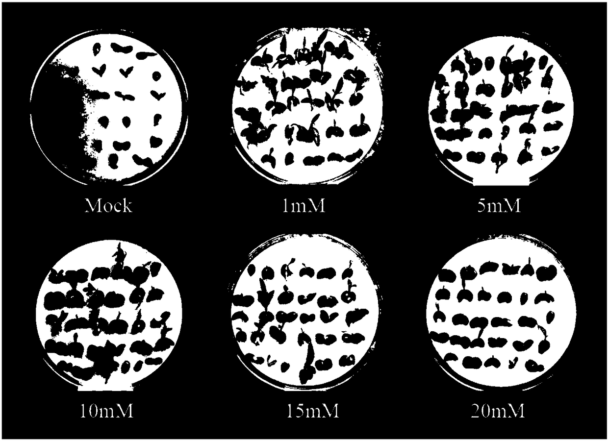 Application of ascorbic acid as sleep release accelerating agent in breaking seed dormancy