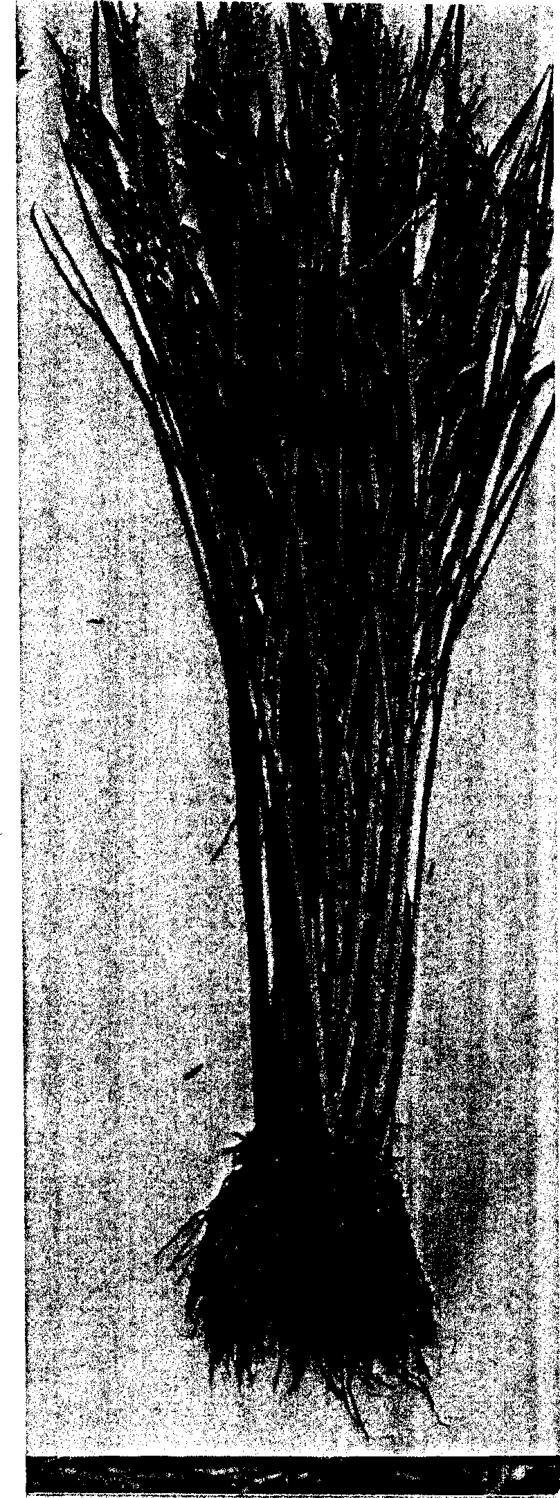 Method for breeding corn-rice line-three with super-strong hybridization-dominating due to distant-hybridization by rice and corn