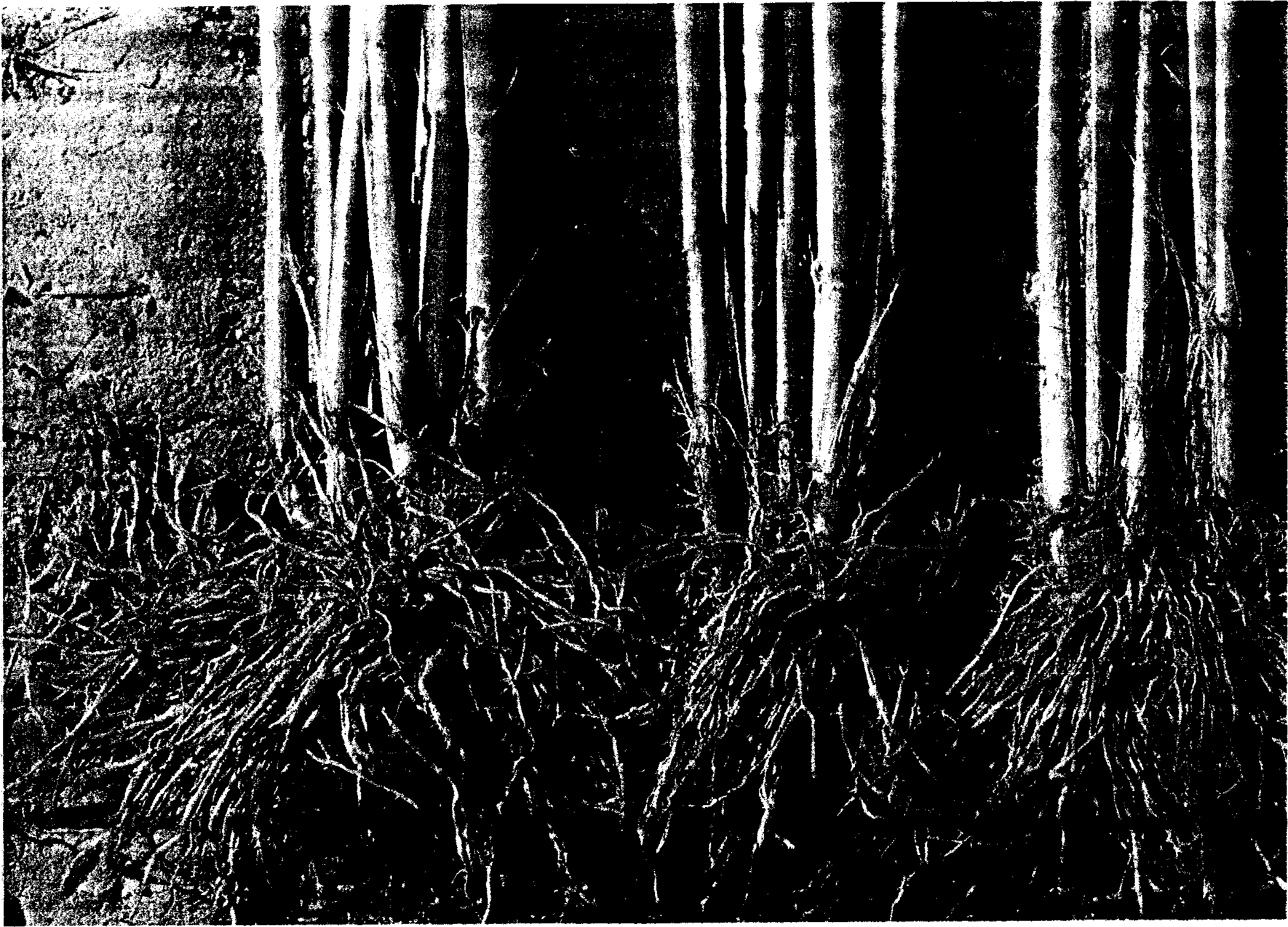 Method for breeding corn-rice line-three with super-strong hybridization-dominating due to distant-hybridization by rice and corn