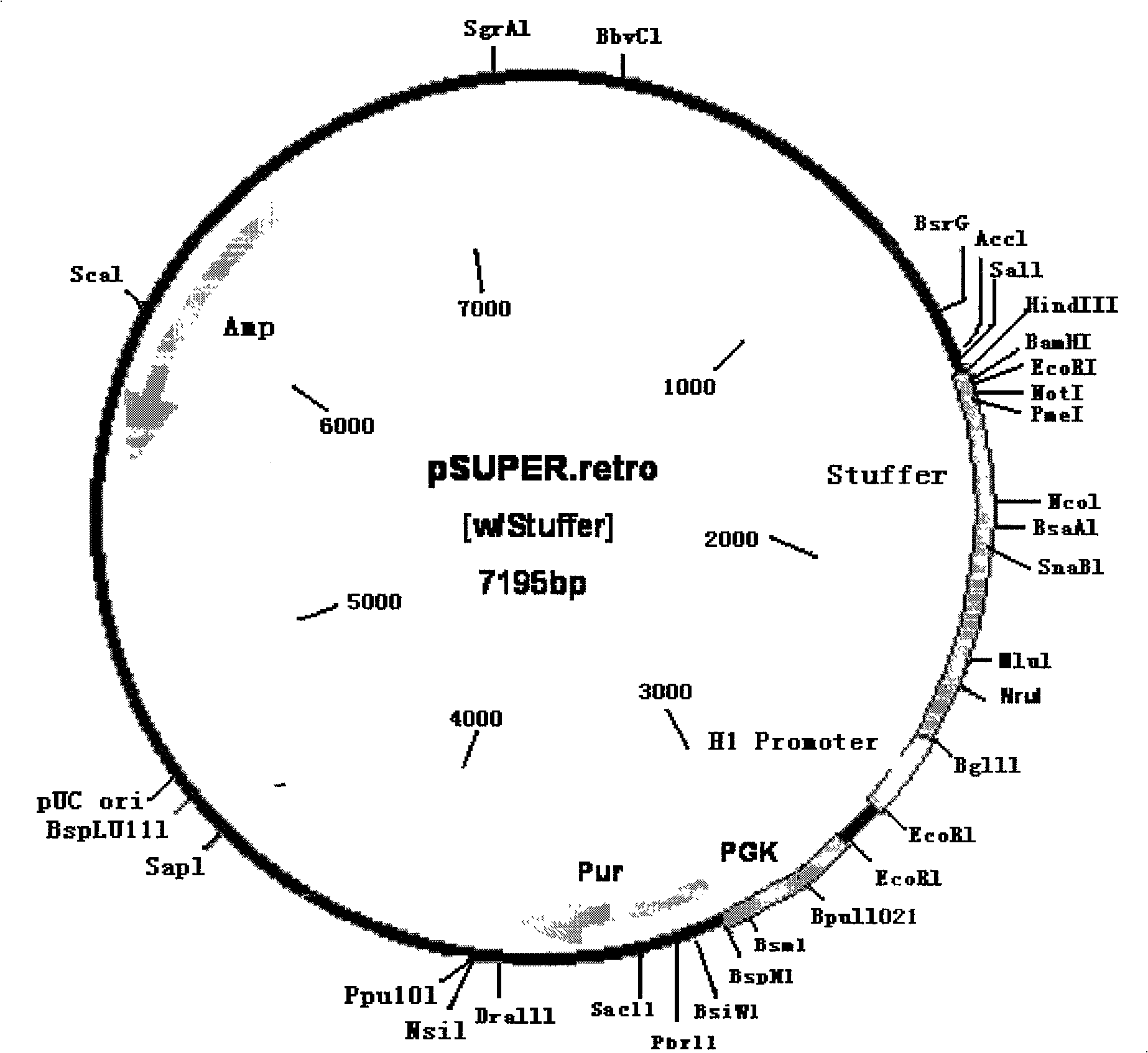 SiRNA inhibiting toxoplasma gondii wx2 gene expression and use thereof