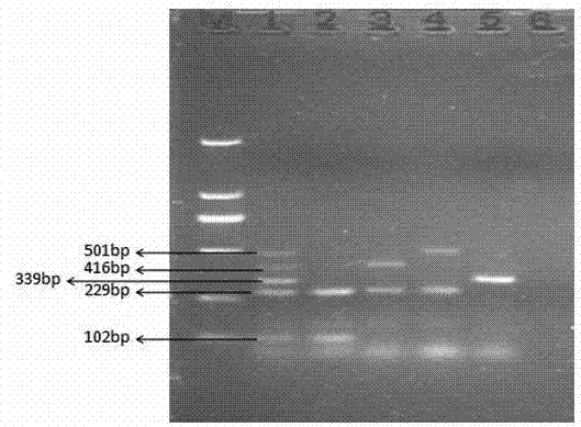 Method for detecting staphylococcus aureus and enterotoxin genotypes thereof through multiple PCR (polymerase chain reaction)